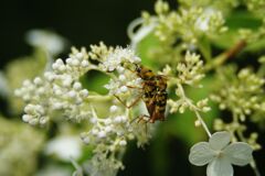 トラカミキリ夫妻