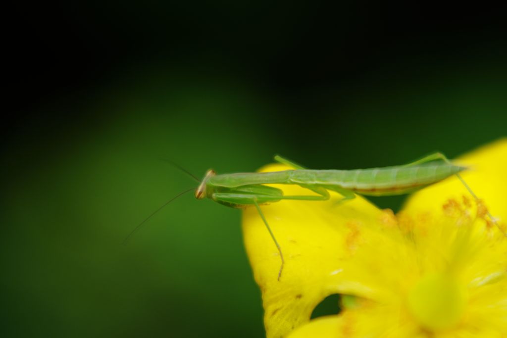 路傍　カマキリ