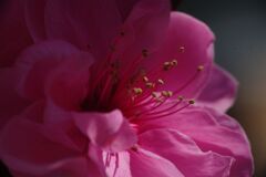 仲春　花桃　Ⅱ