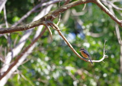 野鳥を探して　ジョウビダキ