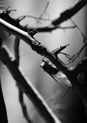 虫達を追って　ミンミンゼミ