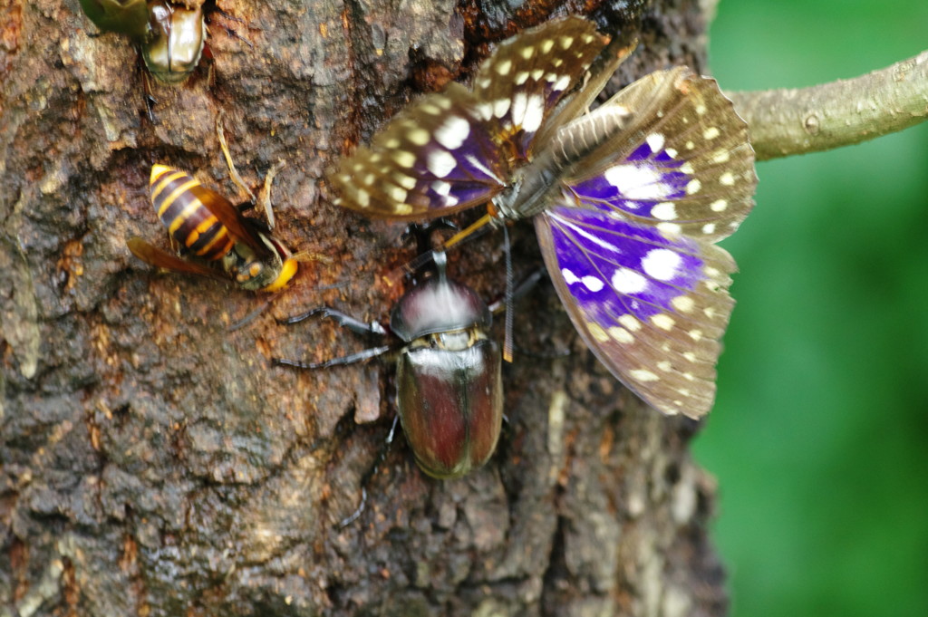 花と虫達　オオムラサキ　Ⅲ