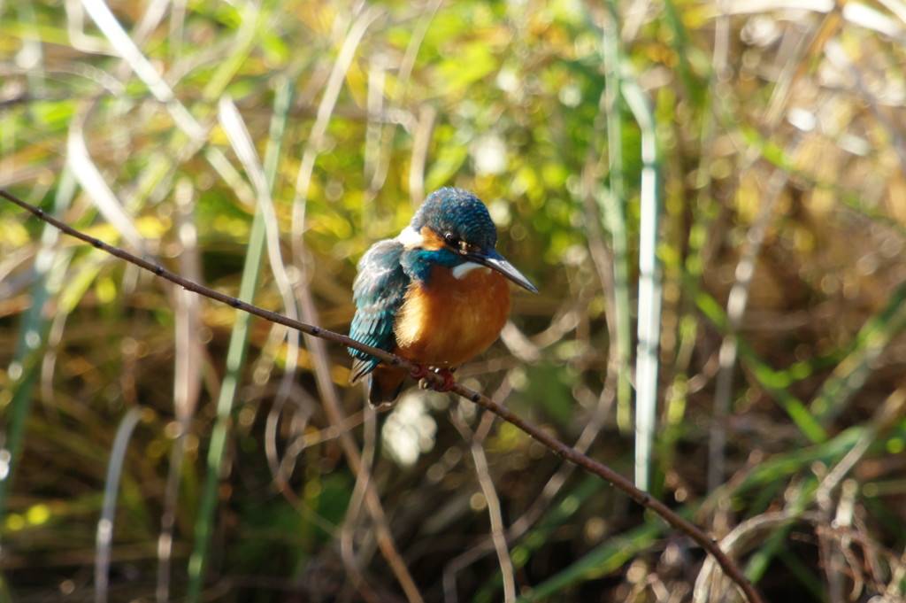 野鳥を探して　カワセミ