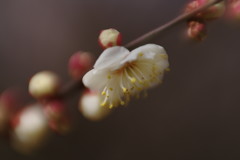 仲春　梅