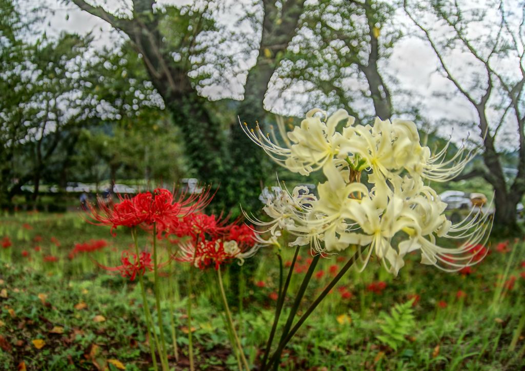 虫時雨　彼岸花　Ⅱ