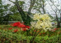 虫時雨　彼岸花　Ⅱ