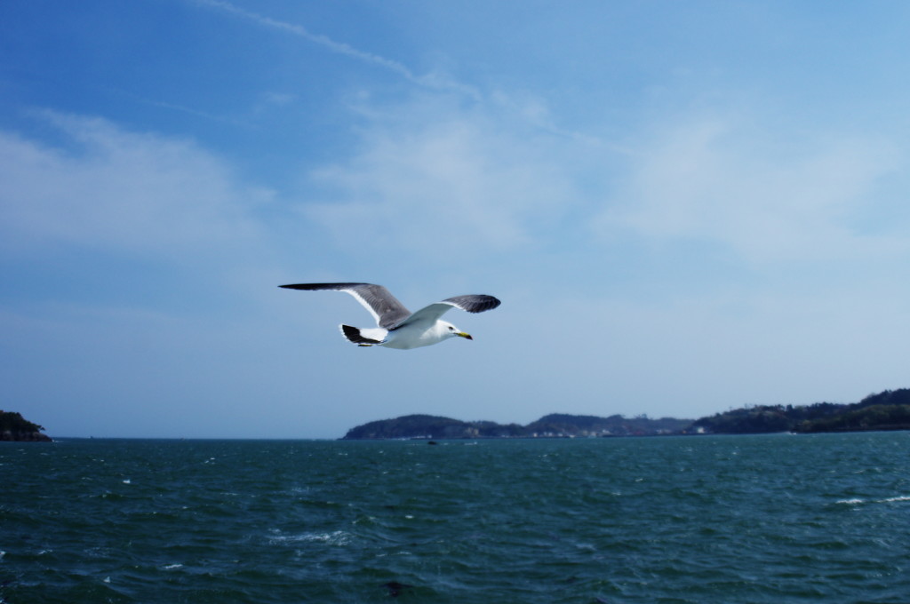 旅写真　松島湾のウミネコ