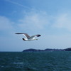 旅写真　松島湾のウミネコ