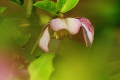 春を探して　クリスマスローズ