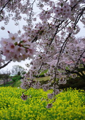 春を探して　ソメイヨシノ　Ⅱ