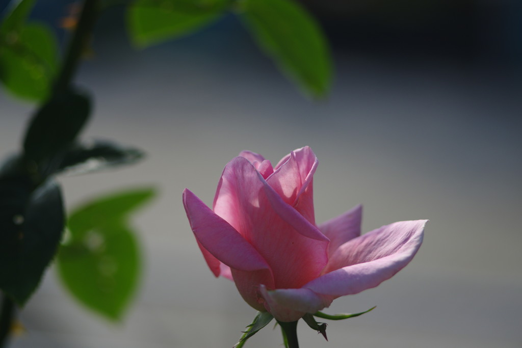 千秋楽　バラ Ⅱ