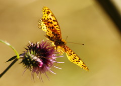 虫達を追って　ヒョウモンチョウ