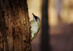 野鳥を探して　アオゲラ　Ⅱ