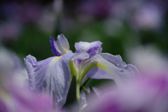 菖蒲