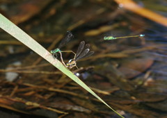 花と虫達　イトトンボ　Ⅱ