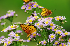 虫達を追って　タテハチョウ　Ⅱ
