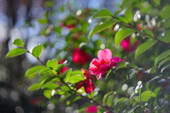 OLD LENS  サザンカ