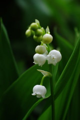 春色　スズラン