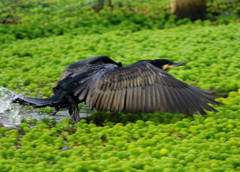野鳥を探して　カワウ　Ⅱ
