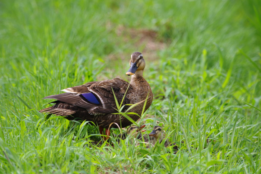 野鳥を探して　カルガモ