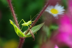 春爛漫　バッタ　Ⅲ