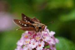 晩夏　セセリチョウ