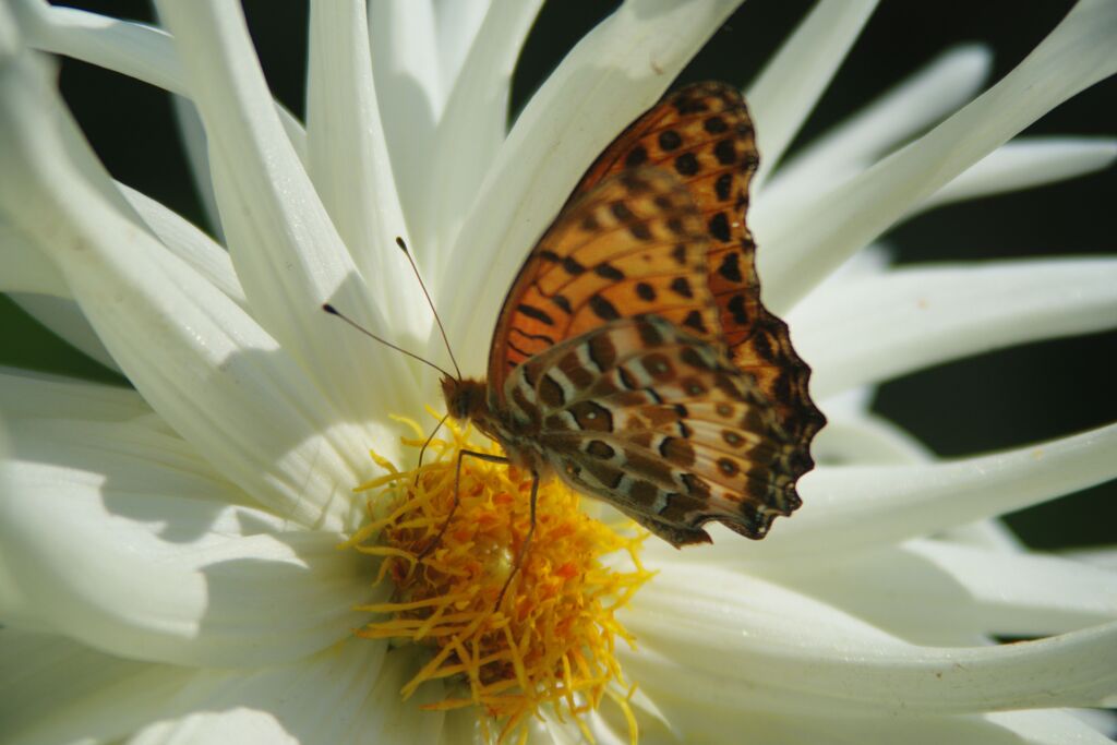 ヒョウモンチョウ