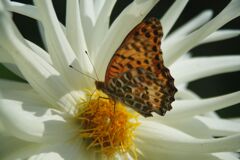 ヒョウモンチョウ