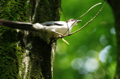 野鳥を探して　オナガ　Ⅱ