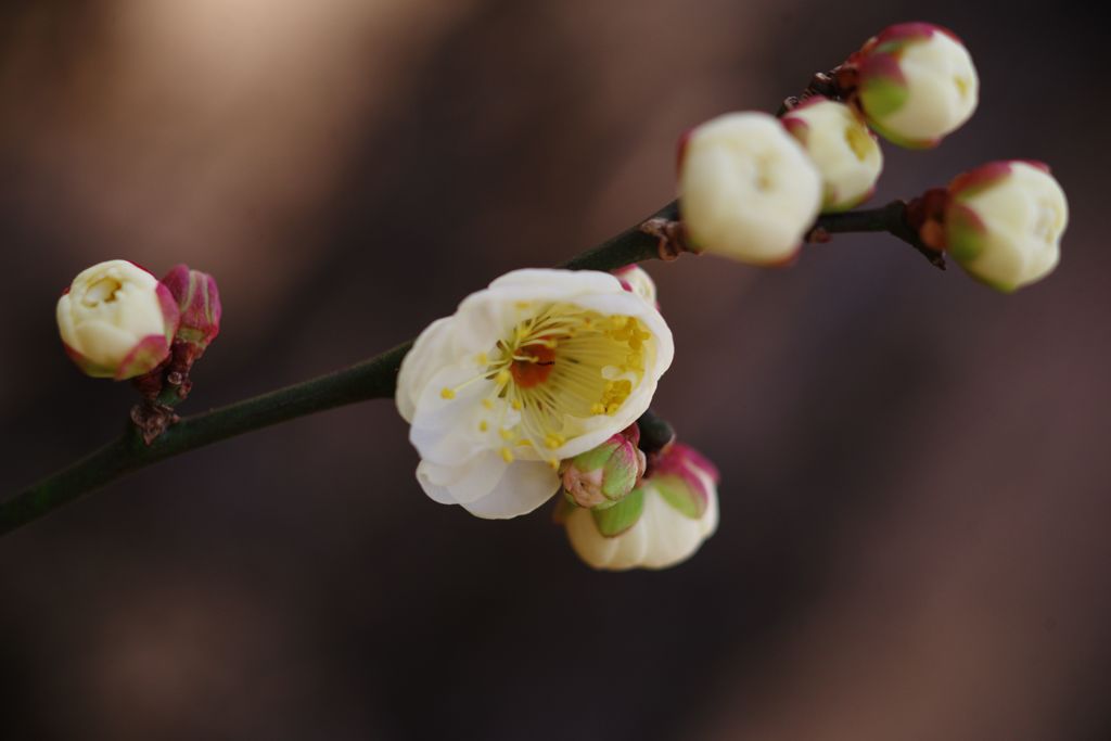 初春　白梅