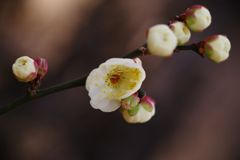 初春　白梅