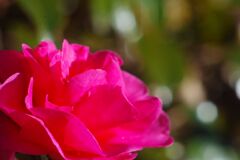 極月　サザンカ