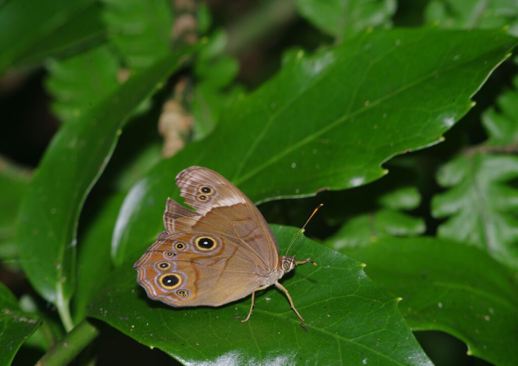 季夏　ヒカゲチョウ