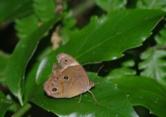 季夏　ヒカゲチョウ