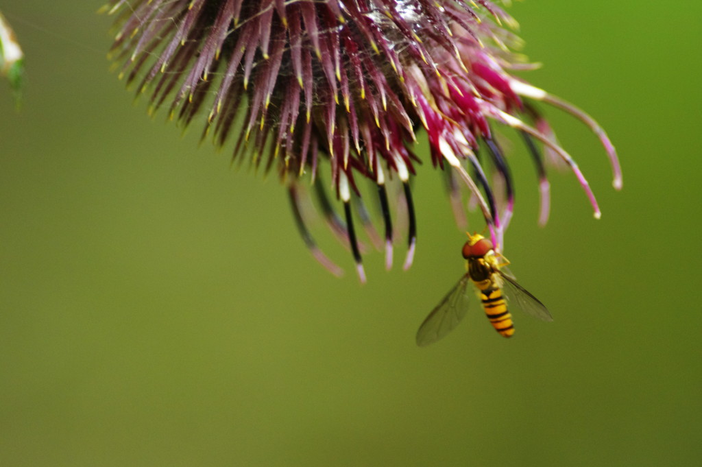 虫達を追って　マメヒラタアブ