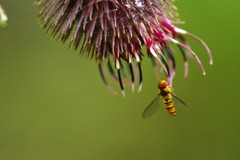 虫達を追って　マメヒラタアブ