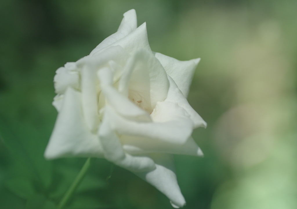 晩夏　夏バラ