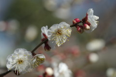 初春　白梅