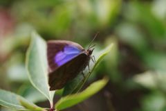 春光　ルリシジミ？