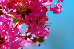 夏を探して　百日紅　Ⅱ