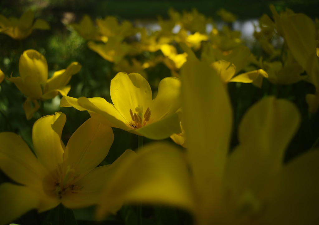 OLD LENS  チューリップ