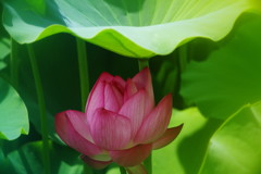 季夏　ハス 　Ⅱ