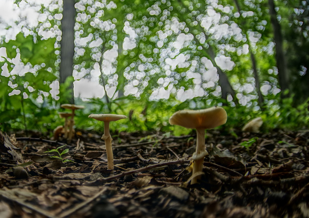 虫時雨　キノコ