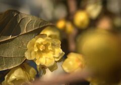 万物寒　ロウバイ