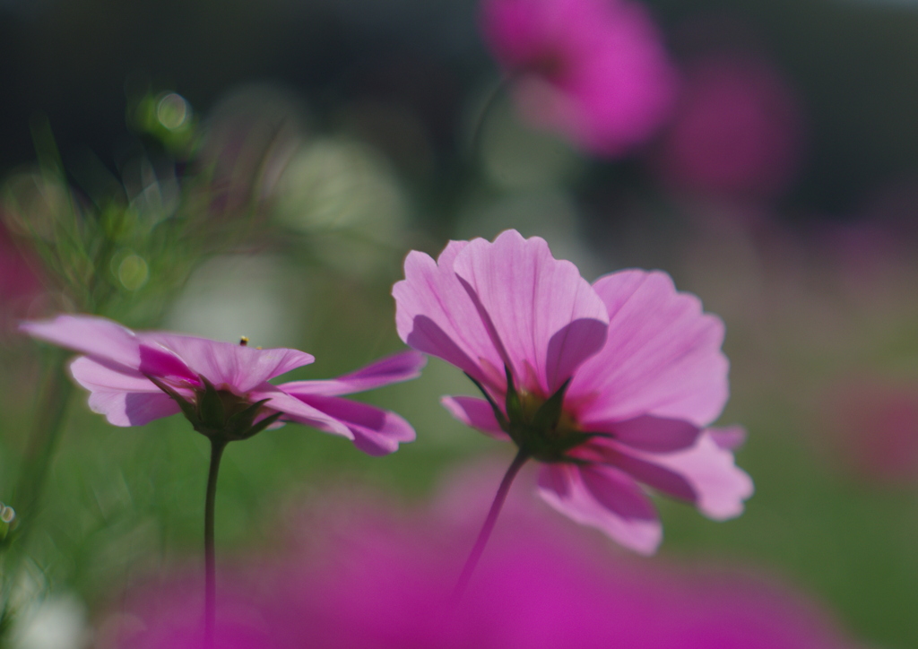落日 コスモス