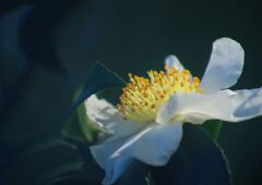 白露　サザンカ