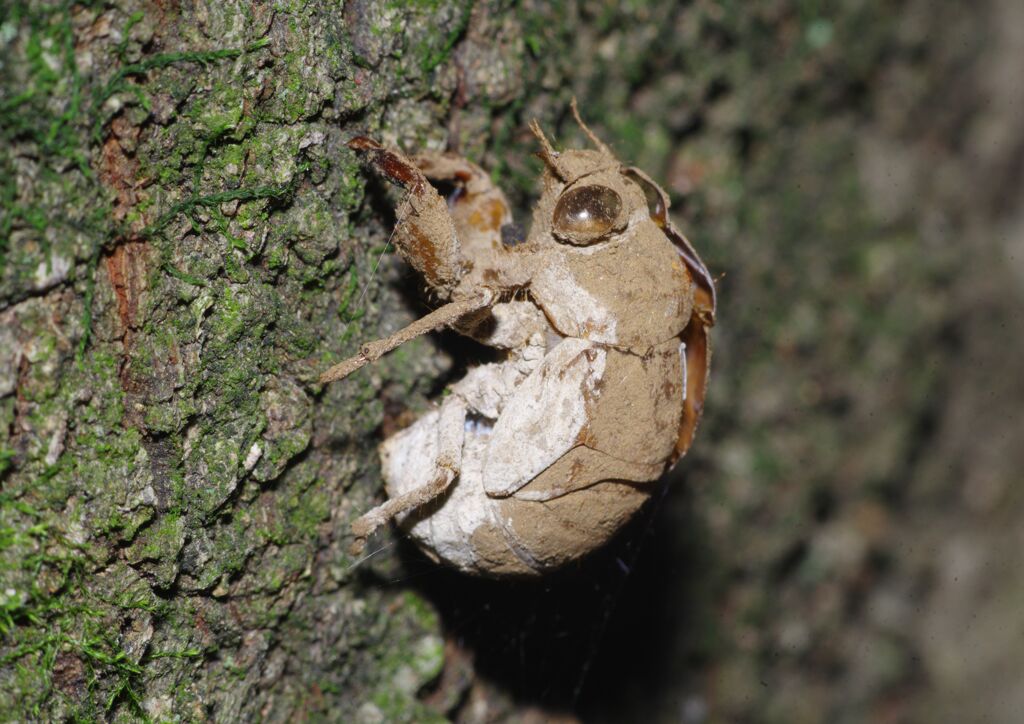 季夏　蝉のヌケガラ？