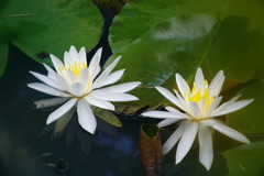晩夏　スイレン