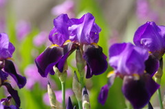 春爛漫　ドイツアヤメ？　Ⅲ