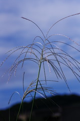 秋を探して　ススキ